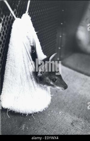 11. August 1971 - Baby Kangeroo vertrieben aus Mutters Beutel von '' bösen Onkel '': ein Familiendrama wird die Kängurus auf der Ueno-Zoo in Tokio Amonst erlassen. Es scheint '' Pikko'' ein 67 Tage alt 'Joey' aus ihrer Mütter Beutel zu schauen um hüpfte, und ein weiteres 'Joey', der geschieht, ihr jungen Onkel sein, ihren Platz in der Tasche an sich gerissen und weigert sich, give it up. Wie wenig "Pikko" Obdachlose hat Tierpfleger Shigeru Yoshino machte eine temporäre Tasche mit einem Handtuch bis ihr bösen Onkel ihren rechtmäßigen Platz in Mamas Beutel evakuiert. Inzwischen ist Keeper Yoshino "Pikko" durch die Flasche füttern. Stockfoto