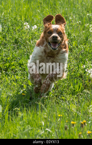 Brittany Spaniel, auch bekannt als Epagneul Breton oder amerikanischen Bretagne. Stockfoto