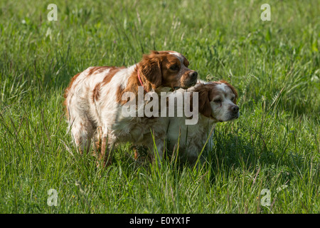 Brittany Spaniel, auch bekannt als Epagneul Breton oder amerikanischen Bretagne. Stockfoto