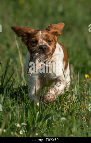 Brittany Spaniel, auch bekannt als Epagneul Breton oder amerikanischen Bretagne. Stockfoto