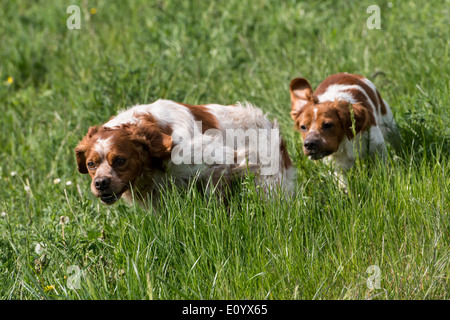 Brittany Spaniel, auch bekannt als Epagneul Breton oder amerikanischen Bretagne. Stockfoto