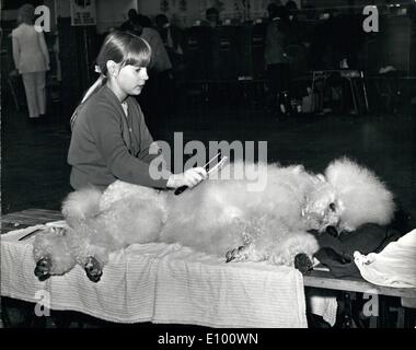 2. Februar 1972 - Cruft es Hundeausstellung. Das Foto zeigt Angela Wallwark, 10 von Leeds Pflege ihrer Pudel '' Timothy White'' - in Olympia, wo Handwerk der Hundeausstellung heute eröffnet. Stockfoto