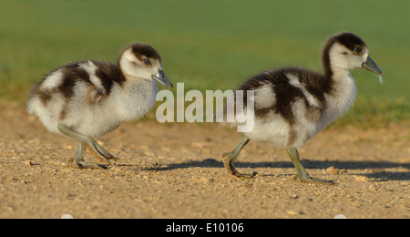 Ägyptische Gosling, Aufnahme in Bushy Park, London, UK Stockfoto