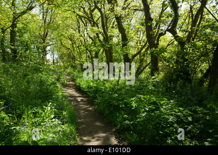 Englischen Bluebells in am Straßenrand Wäldern am St. Loy, Cornwall Stockfoto