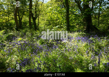 Englischen Bluebells in am Straßenrand Wäldern am St. Loy, Cornwall Stockfoto