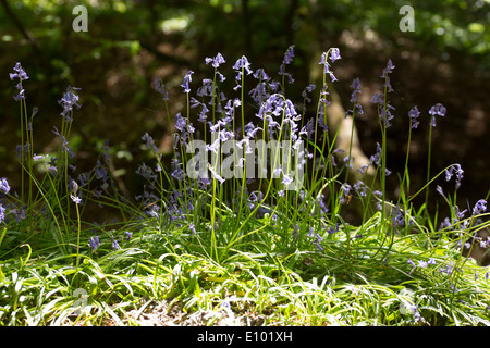 Englischen Bluebells in am Straßenrand Wäldern am St. Loy, Cornwall Stockfoto