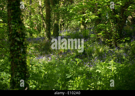 Englischen Bluebells in am Straßenrand Wäldern am St. Loy, Cornwall Stockfoto