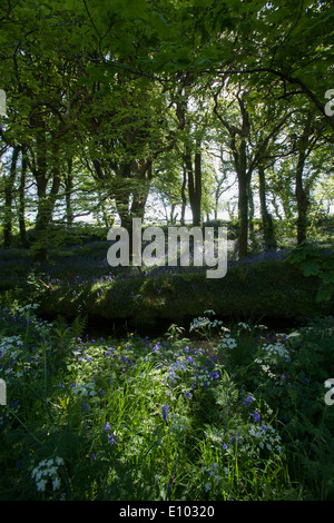 Englischen Bluebells am Straßenrand Wald in der Nähe von Newmill Cornwall Stockfoto