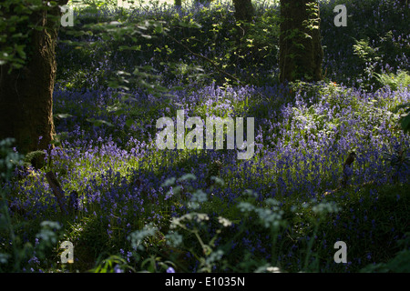 Englischen Bluebells am Straßenrand Wald in der Nähe von Newmill Cornwall Stockfoto