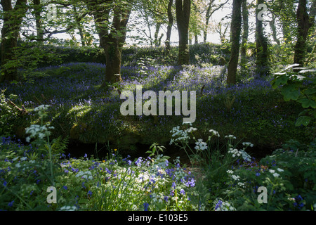 Englischen Bluebells am Straßenrand Wald in der Nähe von Newmill Cornwall Stockfoto