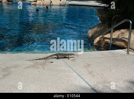 Überwachen Sie Eidechse, Golden Sands Resort, Shangrila Hotel Batu Feringgi Beach, Insel Penang, Malaysia, Süd-Ost Asien Stockfoto