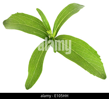 Stevia Rebaudiana, süße Blatt Zucker Ersatz auf weißem Hintergrund Stockfoto