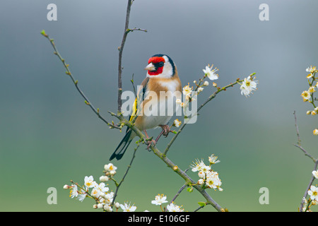 Goldfinch Carduelis carduelis auf Frühlingsschwärzdorn Prunus spinosa, Blossom Stockfoto