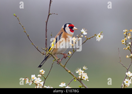 Goldfinch Carduelis carduelis auf Frühlingsschwärzdorn Prunus spinosa, Blossom Stockfoto