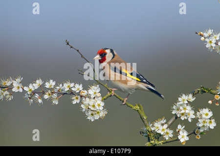 Goldfinch Carduelis carduelis auf Frühlingsschwärzdorn Prunus spinosa, Blossom Stockfoto