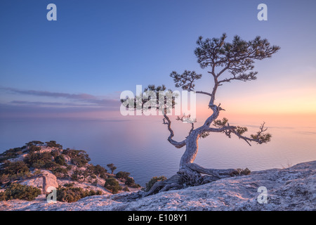 Baum auf Felsen auf der Krim Stockfoto