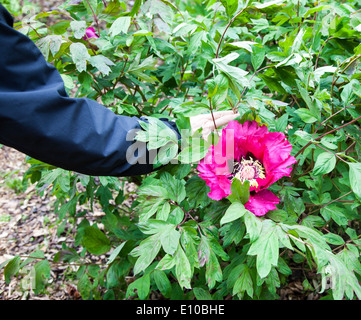 Sehr große rosa Purple Blüten einer Pfingstrose, FelsPfingstrose oder FelsbaumPfingstrose (Paeonia rockii), England, UK Stockfoto