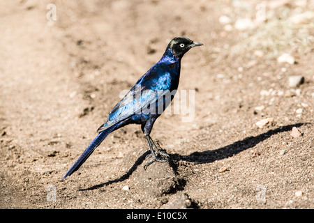 Ruppell glänzend-Starling (Glanzstare Purpuroptera). Fotografiert in Tansania Stockfoto