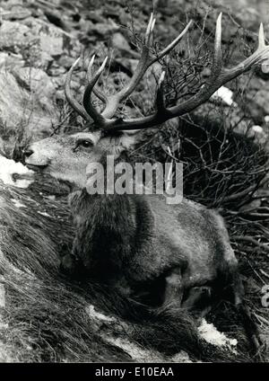 8. August 1972 - Vernichtung der Hirsche in den Schweizerischen Nationalpark. Das Foto zeigt eine schöne Brache - Rotwild, hat, getötet zu werden. Stockfoto