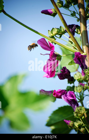 Blumen mit Biene Stockfoto