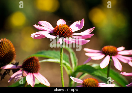 Blumen blühen Stockfoto