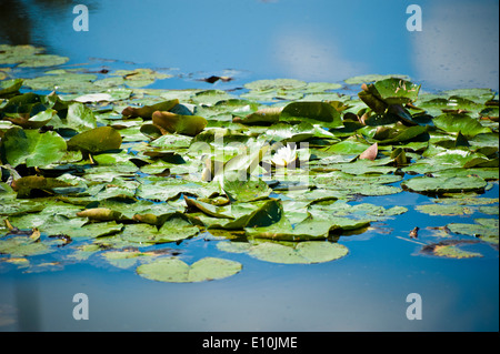 Seerosen Stockfoto