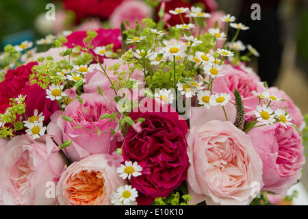 Chelsea, 20. Mai 2014, rosa Pfingstrosen auf dem Display an der RHS Chelsea Flower Show 201 Kredit: Keith Larby/ALamy Live News Stockfoto