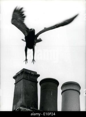 2. November 1973 - Eagle entkommt in London: Ernie, eine afrikanische Schreiadler, entkam gestern von seinem Besitzer Käfig in Peckham, Süd-Ost-London. Er landete auf Autos, Dächern und Telegrafenmasten und stürzte hinunter Zupfen Sie ein Kätzchen, die er in einem Baum gegessen. Bild zeigt: Ernie, die Flucht Adler über den Boden auf Schornstein Gipfeln in Peckham gestern. Stockfoto