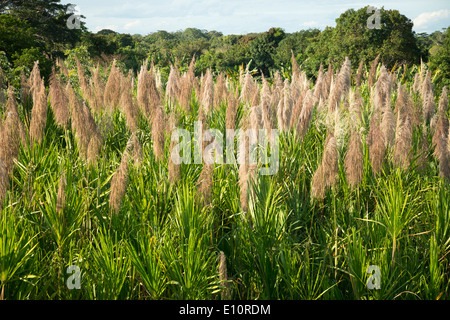 Pampasgras wächst in der Nähe des Ibare-Flusses in der Beni Staat Bolivien, Südamerika. Stockfoto