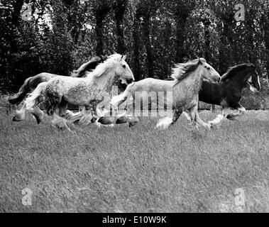 7. Juni 1974; London, UK; Whitbread Dray-Pferde, ihre eigenen Derby bei der Brauerei Hop Farm am Osten Peckham inszenieren Stockfoto