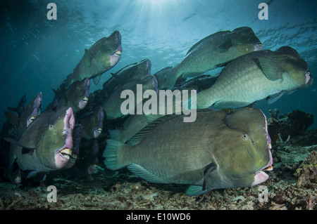 Eine Schule der Beginn Papageienfisch, Malaysia Sipdan Insel (Bolbometopon Muricatum) Stockfoto