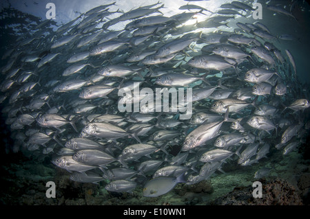 Eine Schule von Big-Eye-Makrelen, Unterwasser, Malaysia (Caranx Sexfasciatus) Stockfoto