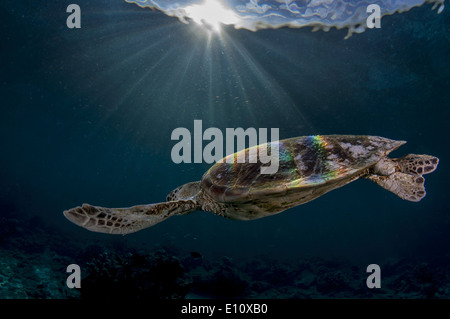 Green Sea Turtle, Sipdan Insel Malaysia (Chelonia Mydas) Stockfoto