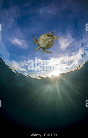 Green Sea Turtle, Sipdan Insel Malaysia (Chelonia Mydas) Stockfoto