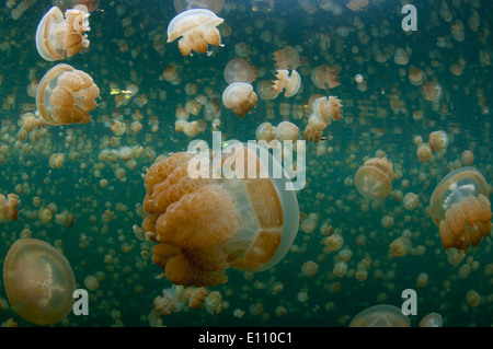 Goldene Qualle nahe der Oberfläche im Jellyfish Lake Palau (Mastigias) Stockfoto