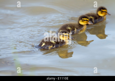 Stockente Anas Platyrhynchos frisch geschlüpften Entlein Brut Stockfoto