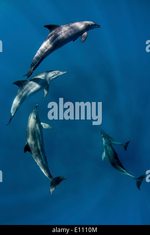 Tümmler nahe der Oberfläche, Ägypten (Tursiops Truncatus) Stockfoto