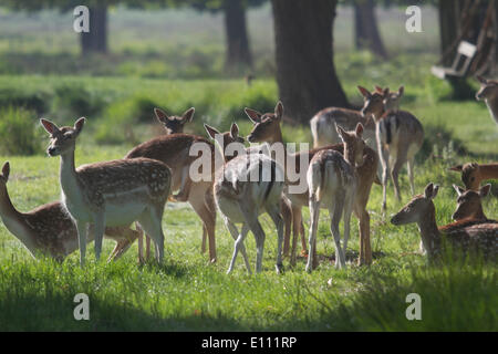 Richmond, London, UK. 21. Mai 2014. Reh Rehkitz in Richmond Park entspannen. Deer Geburt Saison tritt Ende Mai bis Anfang Juni mit der Geburt der Kälber und Böcke zu neuen Geweih zu wachsen beginnen. Bildnachweis: Amer Ghazzal/Alamy Live-Nachrichten Stockfoto