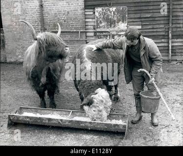 2. Februar 1975 - Kuh In Verkleidung schreckt Wanderer: Der Bull-ähnliches Tier mit furchterregenden Hörner und einen Nasenring ist eine Kuh - eine West-Highland-Färse von Mr Lawrence Chapman, Manager von Mr Anthony Cayzer Landsitz in Langleybury verwendet. Herts, die Identität eines Stiers und Abschreckung von Picknicker. Die Färse lange Haare verbirgt ihre Euter. Das Tier zwischen Herrn Chapman und seine gefälschten Stier ist ein echter Stier, Aire von Kuh Kalb. Stockfoto