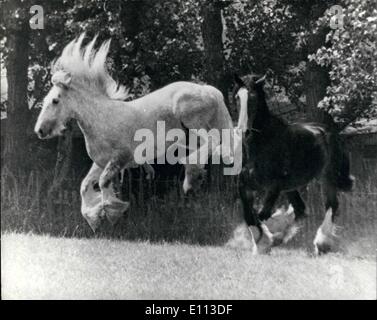 7. Juli 1975 - Stadt kümmert sich Schuppen auf Urlaub auf dem Bauernhof: Bühnenbekleidung auf der Hop Farm als Gilbert 11, einem sechs Jahre alten dapple-grey Shire Pferd, mit einem Gewicht von einer Tonne, zeigte seine Freude am Anfang einer jährlichen einmonatigen Urlaub gestern am Whitbread Home Farm in Beltring, in der Nähe von Paddock Wood, Kent.At seine Seite Iis 14 jährige VIM. die Pferde sind normalerweise in der Stadt wo sie Bier und gelegentlich erscheinen mehr formalen Gelegenheiten, wie der Lord Mayor es Show im Stall. Stockfoto