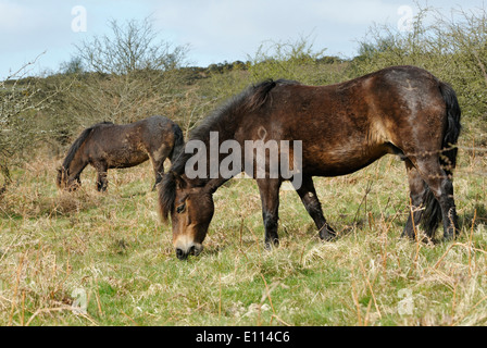 Zwei Exmoor Ponys auf Winsford Hügel, Exmoor Stockfoto