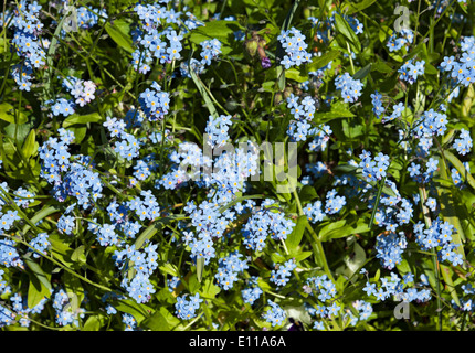 Nahaufnahme von Blüten Blume Blume vergessene Blüten blühen im Frühlingsgarten England Großbritannien Großbritannien Großbritannien Stockfoto