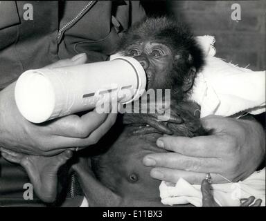 8. August 1976 - '' Salome'' The London Zoo Baby Gorilla hat, werden Abfüller Fed nach wird grob behandelt durch ihre Mutter: The London Zoo drei Wochen altes Baby Baby Gorilla '' Salome'' jetzt übergeben worden in die Obhut der Tierpfleger nach etwa von seiner Mutter behandelt. '' Lomie'', die mit ihrem Nachwuchs zunehmend reizbar geworden war. Nun muss Salome Flasche gefüttert werden. Fotoshows Fütterungszeit für Salome Baby Gorilla im London Zoo -, die jetzt "auf die Schlacht" gegangen war Stockfoto