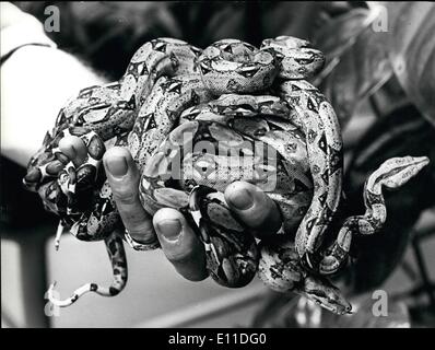 8. August 1977 - Young Boas im Zoo Zürich: Boa Schlangen gehören zu den erfolgreichsten Tieren bei der Aufzucht der Zoologische Garten in Zürich (Schweiz). Seit 1966 210 dieser Tiere geboren worden zu sein. Die meisten von ihnen wurden in den Austausch von Tieren mit anderen Zoos auf der ganzen Welt eingesetzt. Bild zeigt einige davon Neugeborene Schlangen in der Hand von der Telefonzentrale. Stockfoto