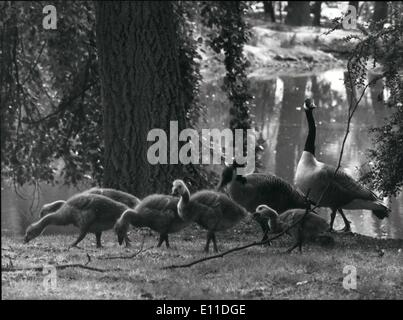 8. August 1977 - bringen Up-The Familie: Kanadische Gänse haben ihre Heimat in Battersea Park für eine Reihe von Jahren - Erziehung und Pflege eine Armee von Gänsel jedes Jahr gemacht. Sie erscheinen auch auf dem grünen Rasen zu tun, die den See, die, dem Sie umgibt auf ausüben. Foto zeigt: Mutter steht Wache, wie ihre Rasse, die sich selbst, an der Seite des Sees im Battersea Park ernähren. Stockfoto