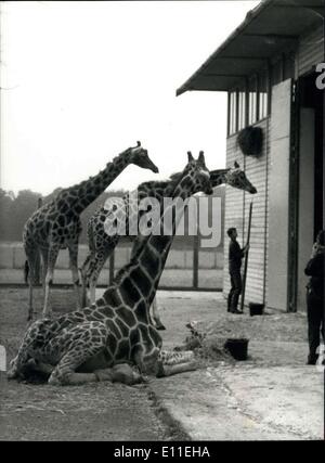 Sept. 16, 1977 - 16. September 1977 Victor die Giraffe verliebt. Victor, die amourösen Giraffe von Marwell Zoological Park in der Nähe von Winchester, buchstäblich verliebt, vor zwei Nächten während drei Mädchen Giraffen, liebevolle Aufmerksamkeit die Marke leicht überschritten und stürzte in einen Spagat. Victor, ein begehrter Stud, die mehrere Kälber gezeugt hat verbrachte vier Stunden in dieser Position bis Feuerwehrmänner genannt wurden, um ihm einen Aufzug alle Versuche gescheitert sind, Zoo Regieassistent Davis Aston sagte: Es kann sein, psychologische Stockfoto