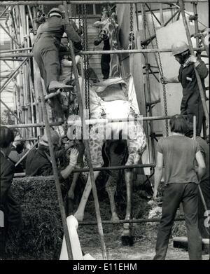 Sept. 20, 1977 - Victor die Giraffe für die Liebe stirbt: Victor, die amourösen Giraffe von Marwell Zoological Par in der Nähe von Winchester, fiel Stockfoto