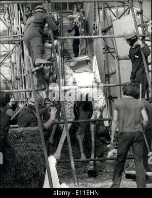 Sept. 20, 1977 - Victor die Giraffe für die Liebe stirbt: Victor, die amourösen Giraffe von Marwell Zoological Par in der Nähe von Winchester, fiel Stockfoto