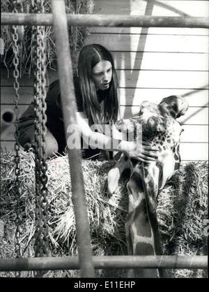 Sept. 20, 1977 - Victor der Giraffe stirbt für Liebe: Victor, Amorona Giraffe von Hartwell Zoological Park in der Nähe von Winchester, verliebte sich in vergangenen Donnerstag und konnte nicht wieder aufstehen. Die Nacht verbrachte er mit drei Dame Giraffen und reduziert in den Spagat. Feuerwehrleute wurden gerufen, um versuchen, ihn wieder auf seine Füße aber alle Attepts ist fehlgeschlagen. Er mit Drogen, um seine Stärke mithalten geschlossen worden und gestern ein Frame wurde gebaut, um ihn für ein Desparets Versuch, ihn hissen Stockfoto