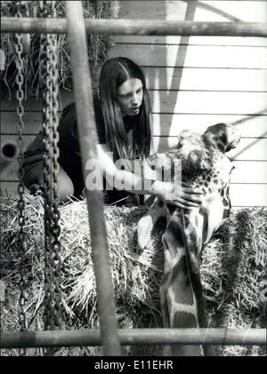 Sept. 20, 1977 - Victor die Giraffe für die Liebe stirbt: Victor, die amourösen Giraffe von Marwell Zoological Park in der Nähe von Winchester, verliebte sich in vergangenen Donnerstag und konnte nicht wieder aufstehen. Er verbrachte die Nacht mit drei Dame Giraffen und stürzte in den Spagat. Feuerwehrleute wurden gerufen, um versuchen, ihn wieder auf seine Füße aber alle Versuche fehlgeschlagen. Er hat mit Drogen, um seine Stärke mithalten dosiert worden und gestern ein Frame wurde gebaut, um ihn für ein verzweifelter Versuch, ihn hissen Stockfoto